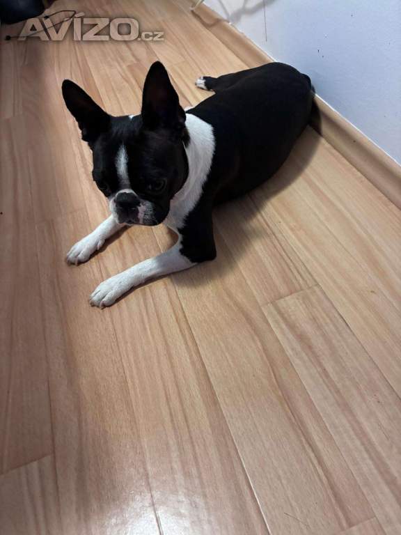 Foto inzerátu Boston,Bostonský teriér,Boston Terrier