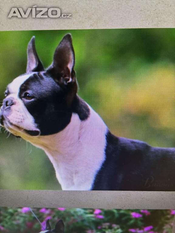 Foto inzerátu Boston,Bostonský teriér,Boston Terrier