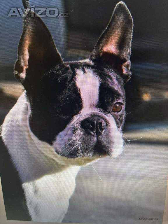 Foto inzerátu Boston,Bostonský teriér,Boston Terrier
