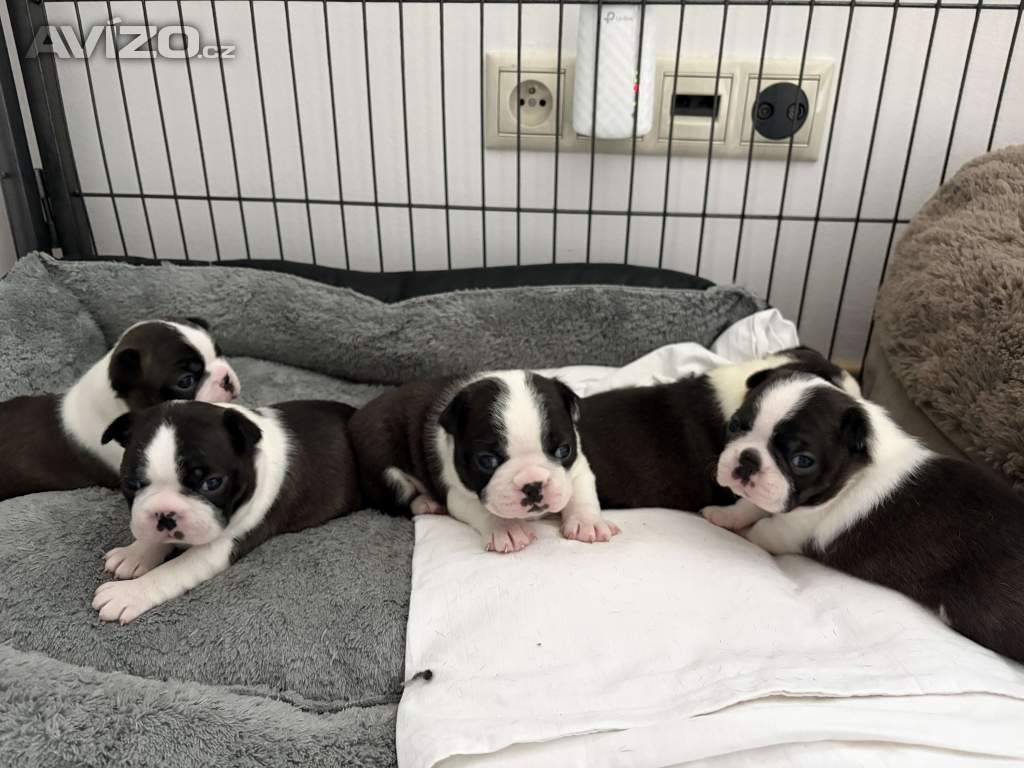 Foto inzerátu Boston,Bostonský teriér,Boston Terrier