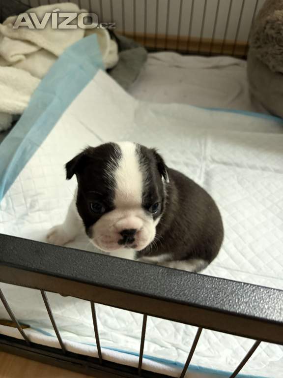 Foto inzerátu Boston,Bostonský teriér,Boston Terrier