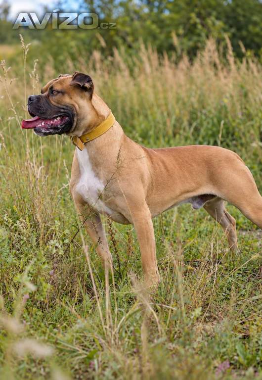 LUKAS - 35 kg, pes 1 rok 