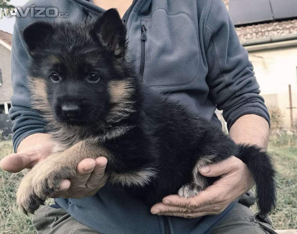 Foto inzerátu Německý ovčák - štěňátka s PP