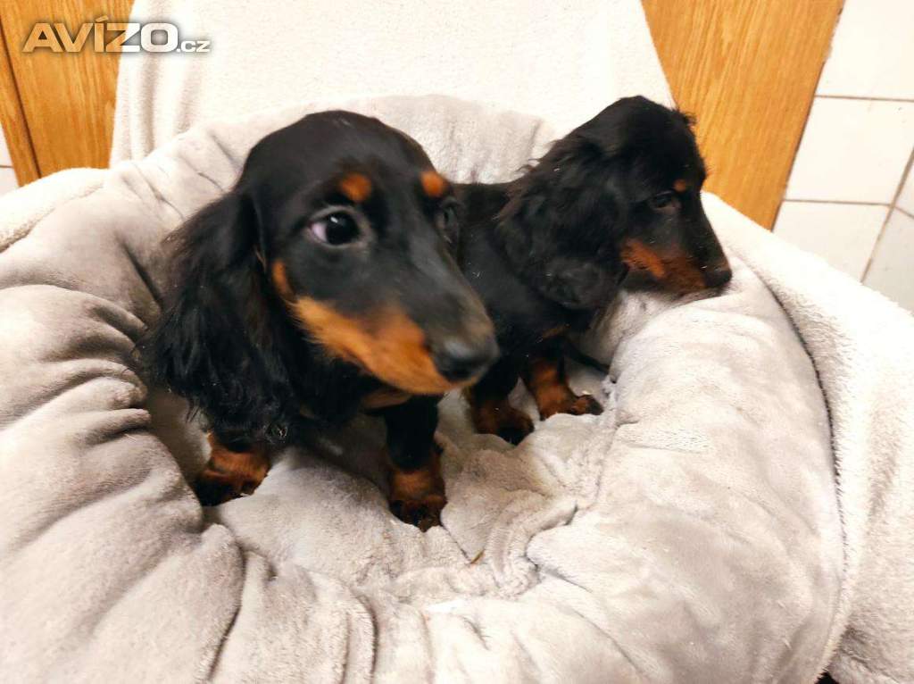 Foto inzerátu Jezevčík dlouhosrstý