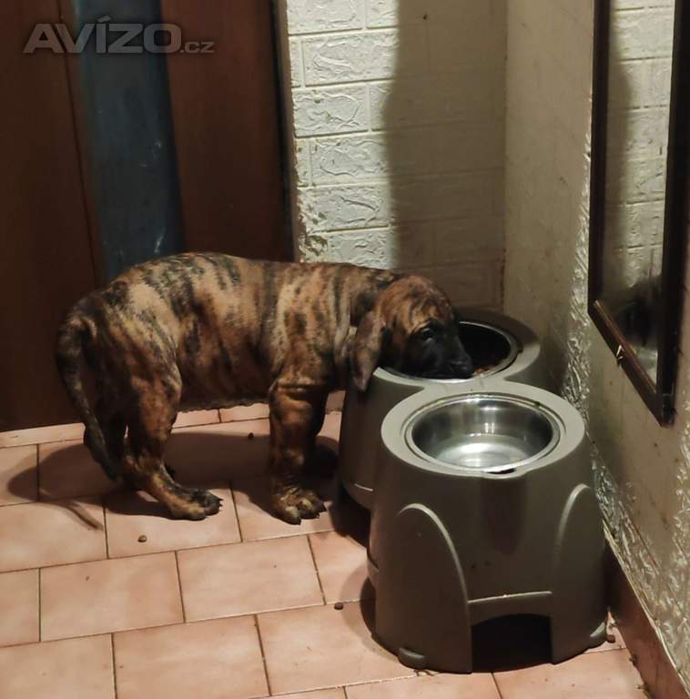 Foto inzerátu Prodej štěňat brazilské fili