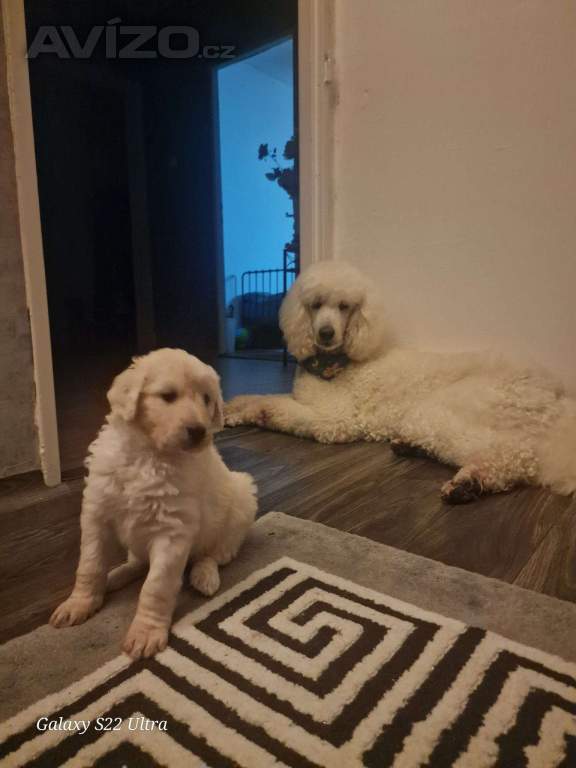 Goldendoodle