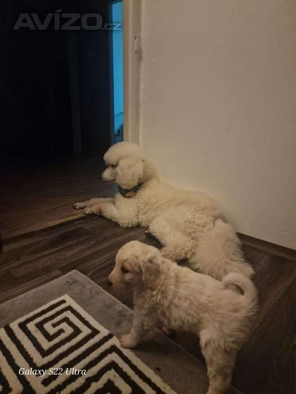 Foto inzerátu Goldendoodle