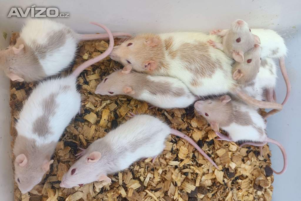 Foto inzerátu Potkani