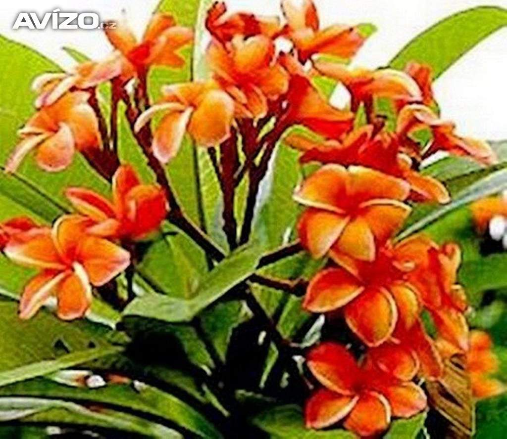 Plumeria Frangipani Coral Orange - semena