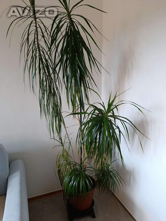 Dracena