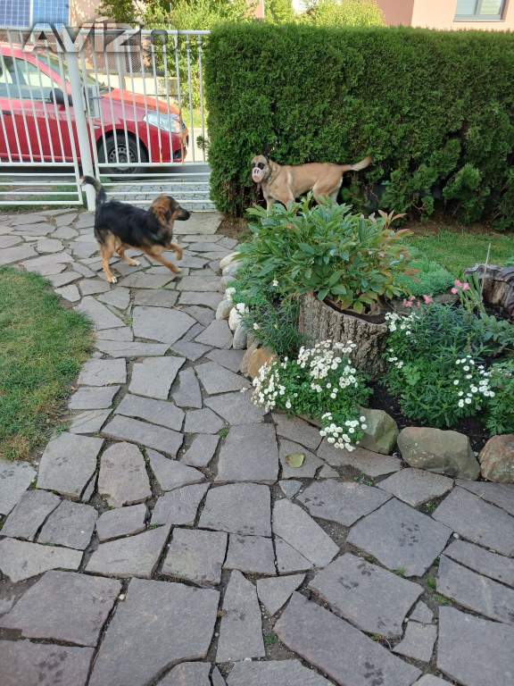 Foto inzerátu DARUJI FENEČKU 