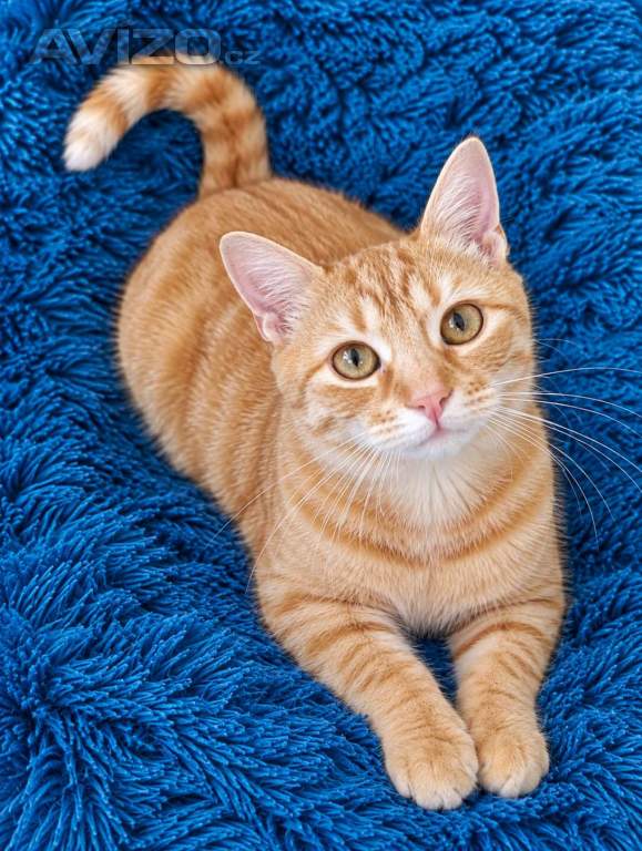 Foto inzerátu GARFIELD a GINGER - 1 rok, kastrovaní 