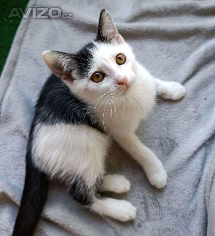 Foto inzerátu LUMI - kotě, kočička 5 měsíců 