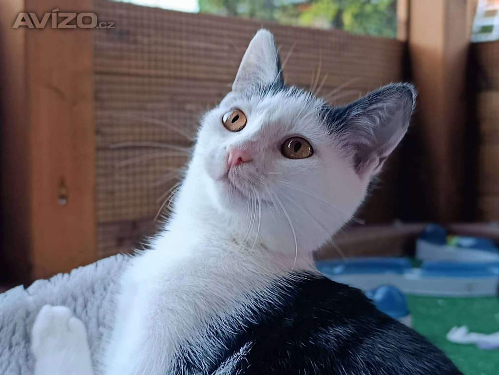 Foto inzerátu LUMI - kotě, kočička 5 měsíců 