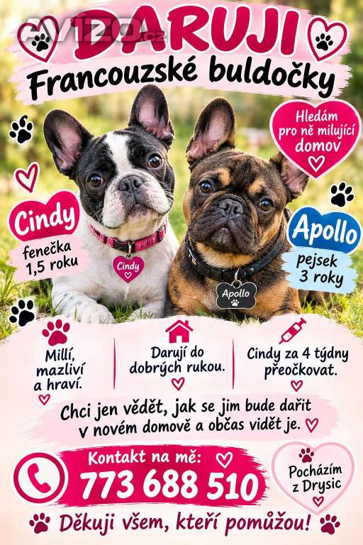 Darují francouzské buldočky 