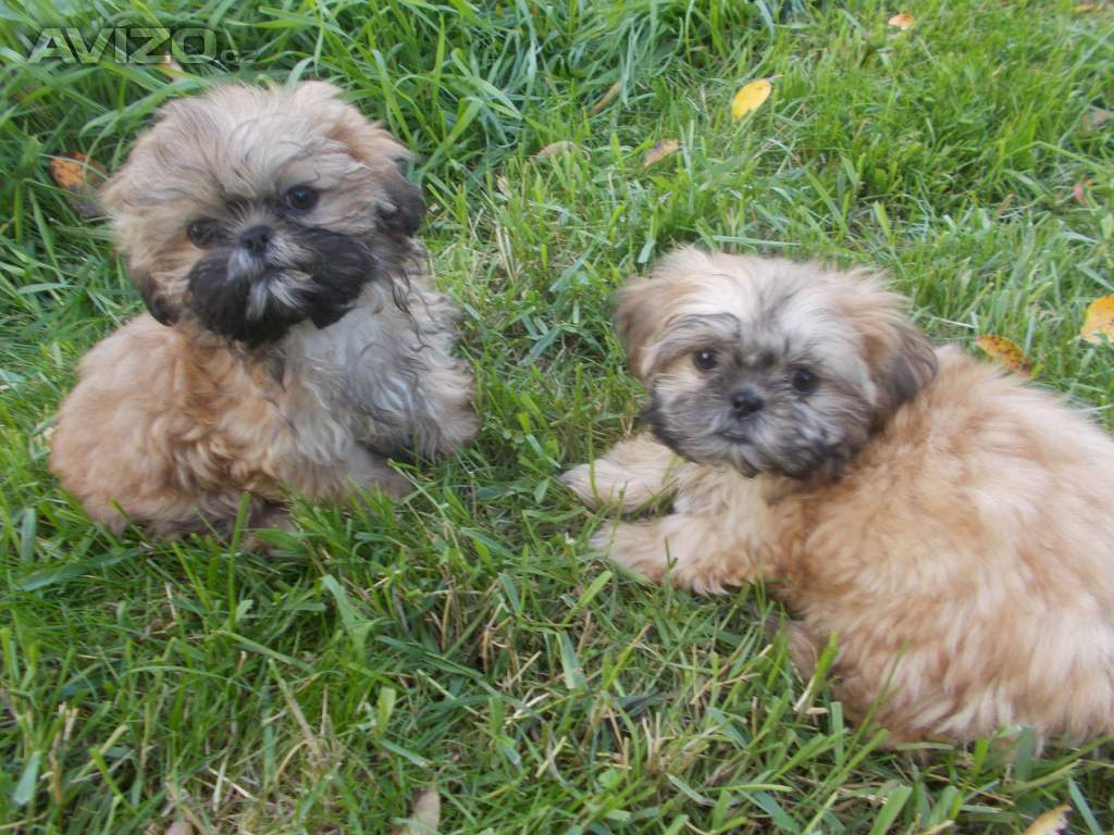 Prodám štěňátka Shih tzu