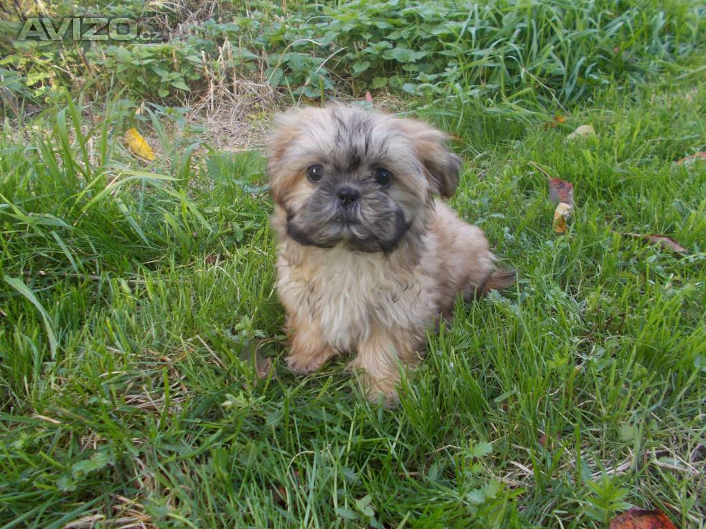 Foto inzerátu Prodám štěňátka Shih tzu