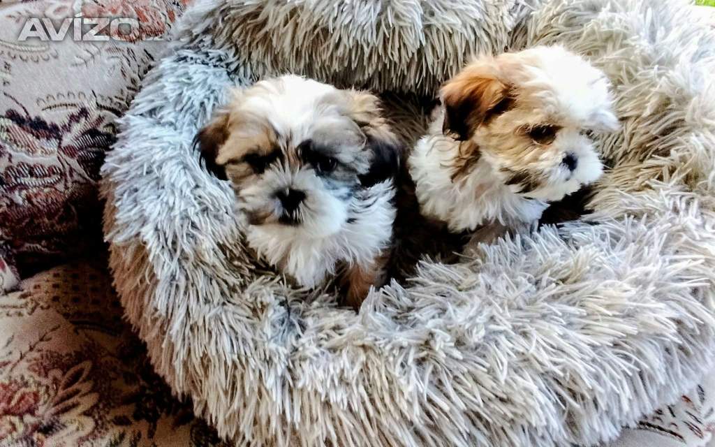 Foto inzerátu Prodám štěňátka Shih tzu