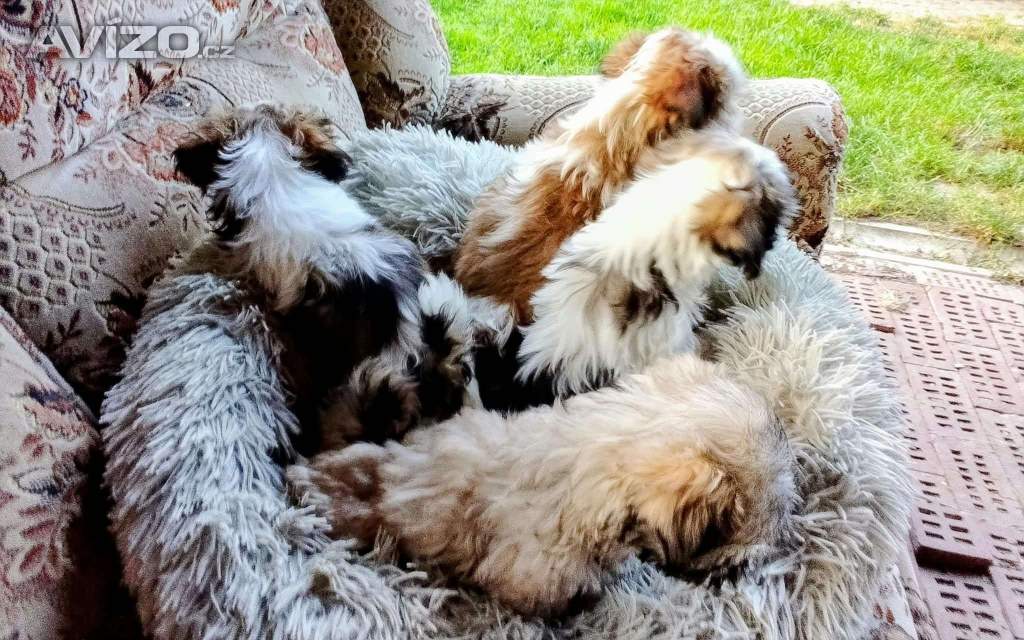 Foto inzerátu Prodám štěňátka Shih tzu