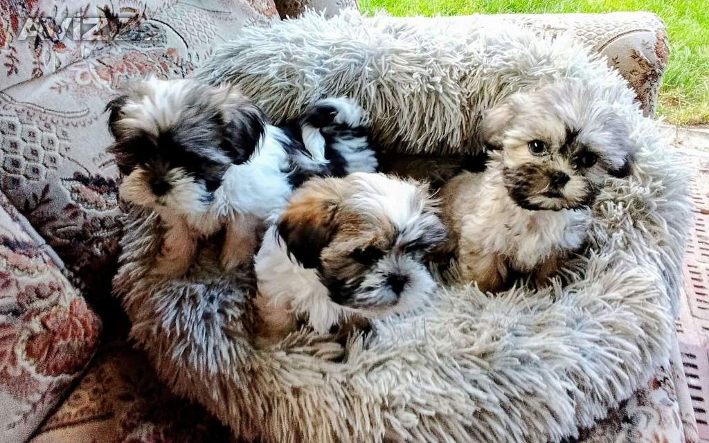 Foto inzerátu Prodám štěňátka Shih tzu
