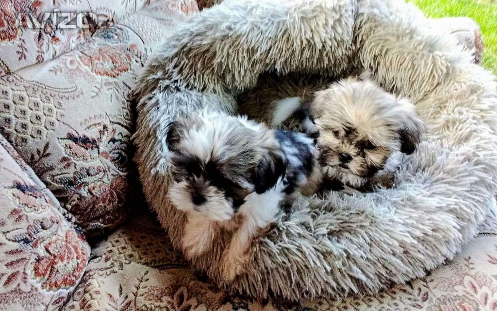 Foto inzerátu Prodám štěňátka Shih tzu