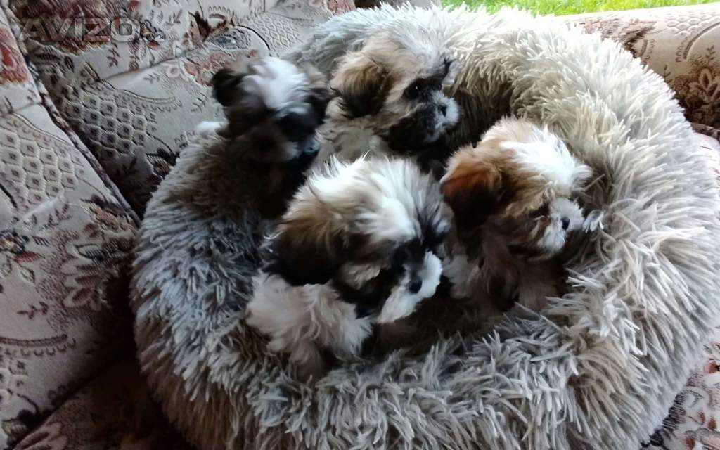 Foto inzerátu Prodám štěňátka Shih tzu