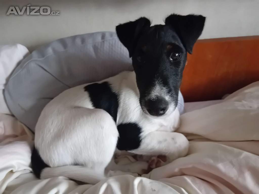 Foto inzerátu Prodam štěně, pejska hladkosrsteho foxteriera s PP 