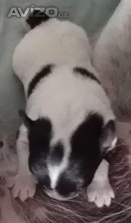Foto inzerátu Prodam štěně, pejska hladkosrsteho foxteriera s PP 