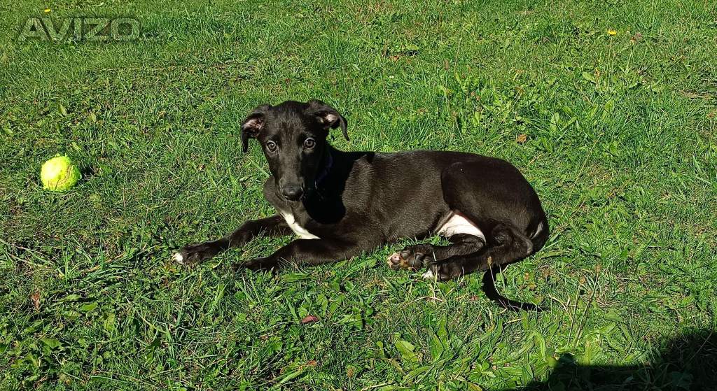 Foto inzerátu Anglický chrt / Greyhound/ - prodám štěňata s PP