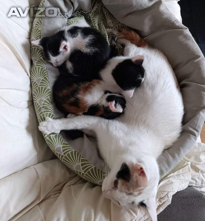 Foto inzerátu Koťátka zdarma 