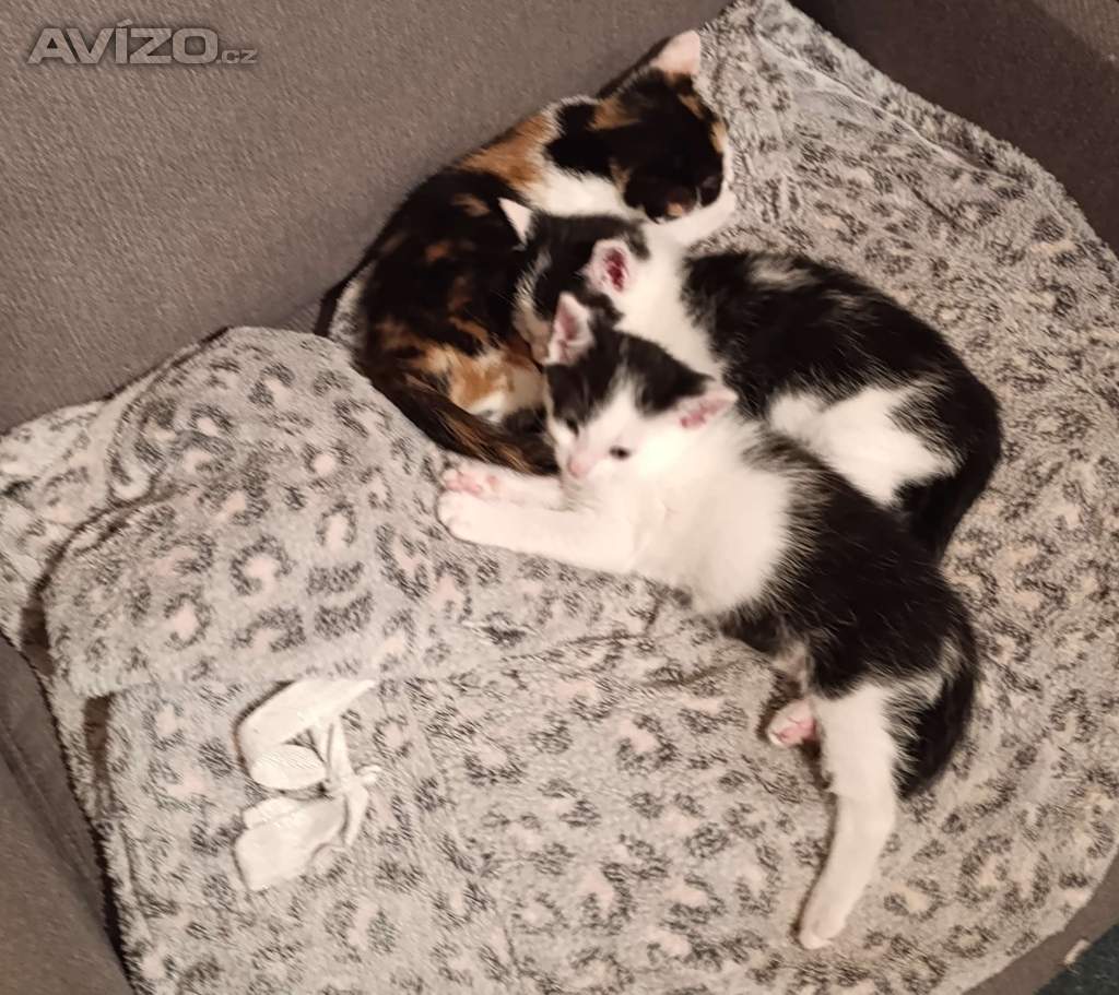Foto inzerátu Koťátka zdarma 