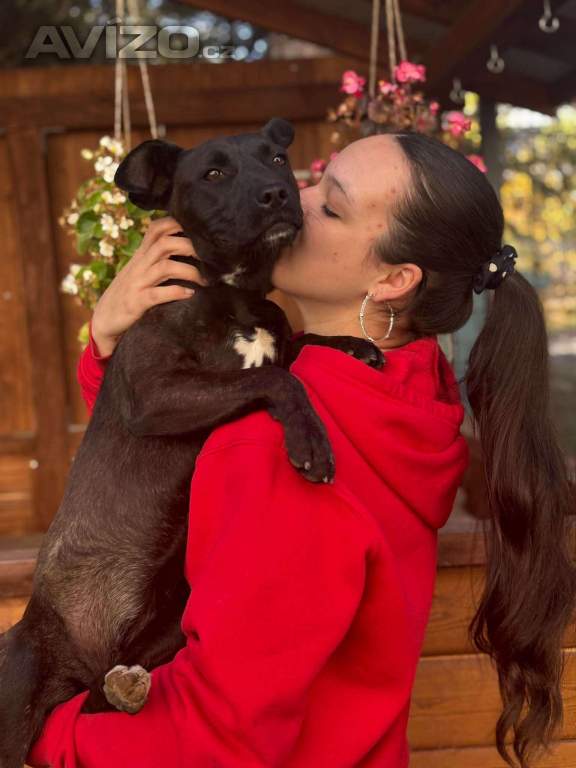 Foto inzerátu MIA - štěně 7 měsíců 