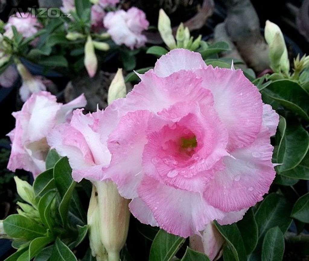 Adenium obesum namwan - semena