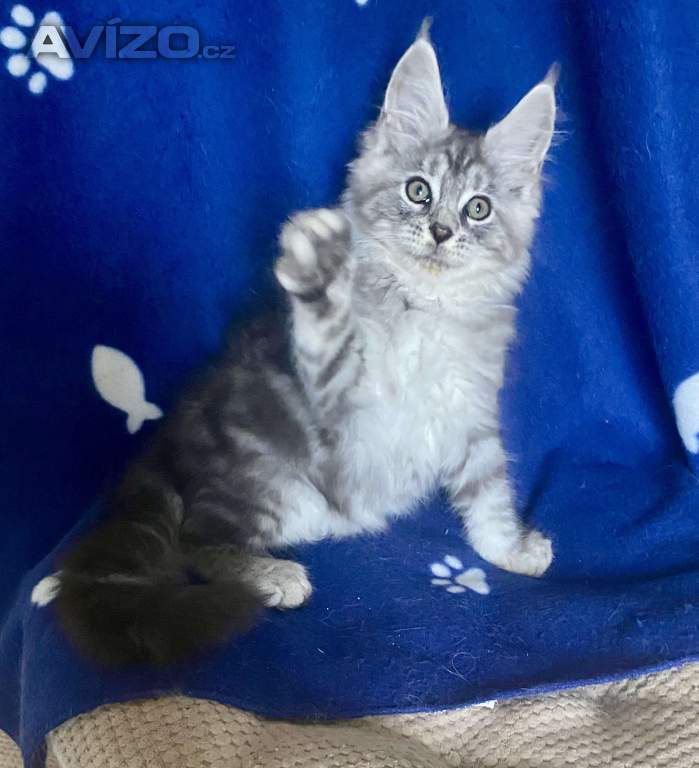 Foto inzerátu Nádherná mainská mývalí koťátka s PP 
