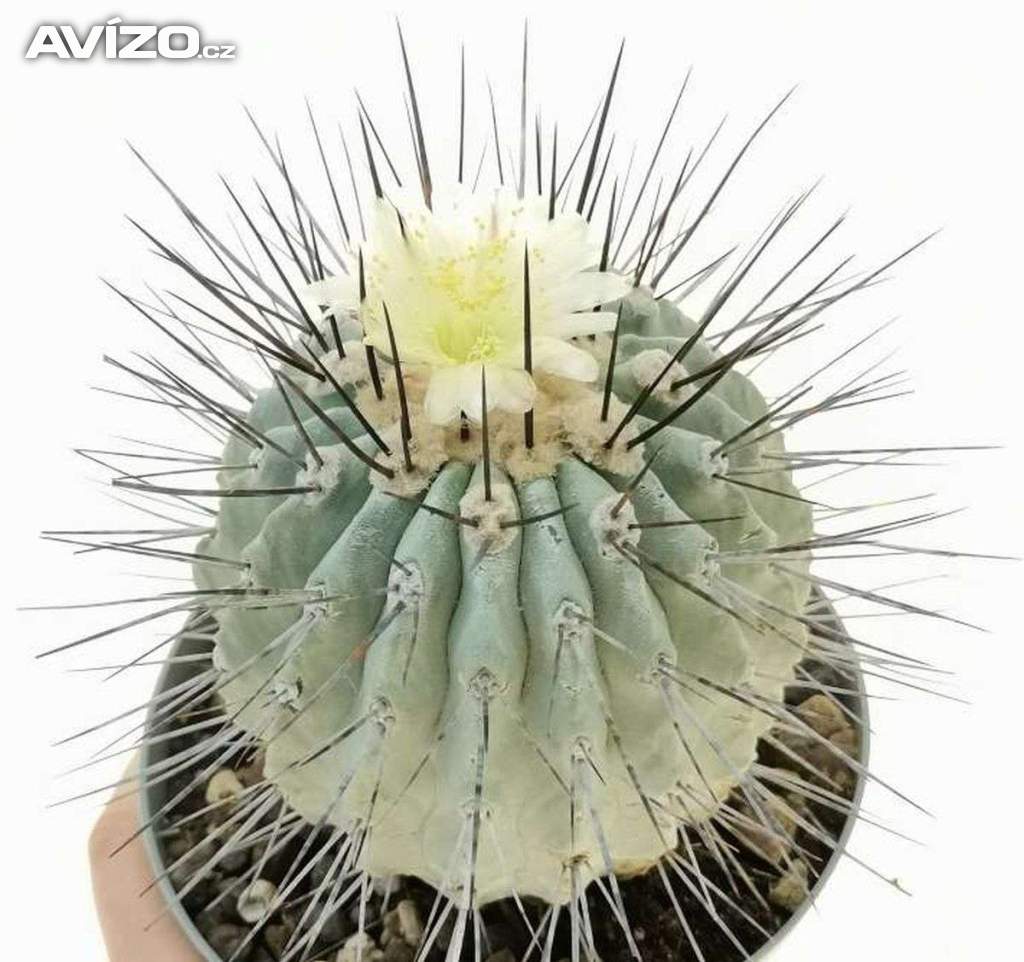 Kaktus Copiapoa dealbata (odb. na Caleta Angosta) - semena