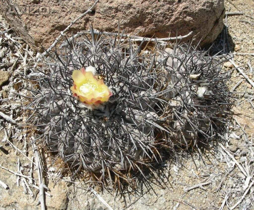 Kaktus Copiapoa echinoides - semena