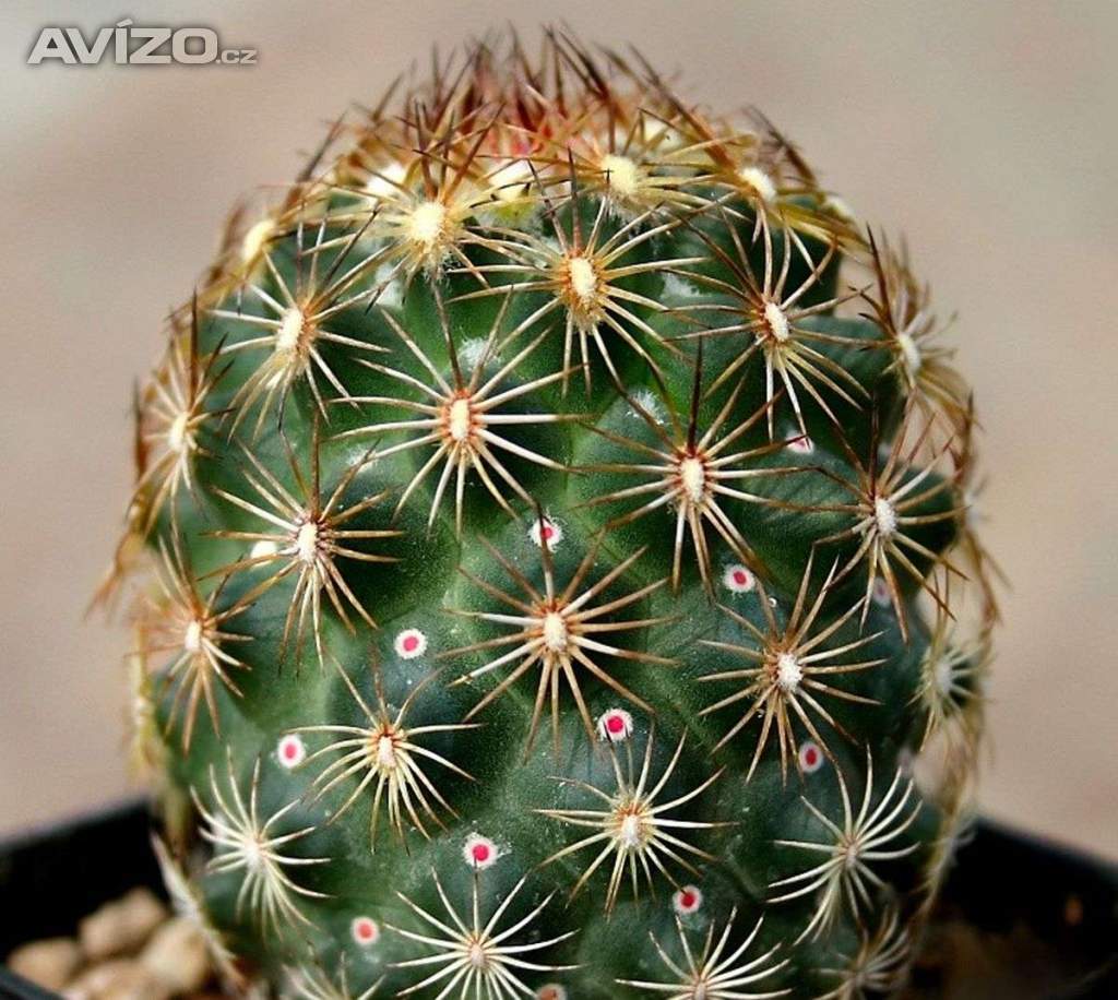 Kaktus Coryphantha echinoidea SB 26 - semena