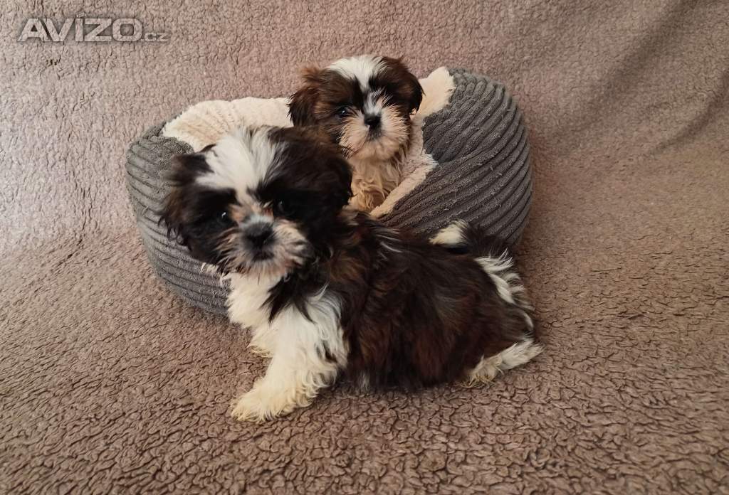 Shih-tzu - prodám štěňata bez pp