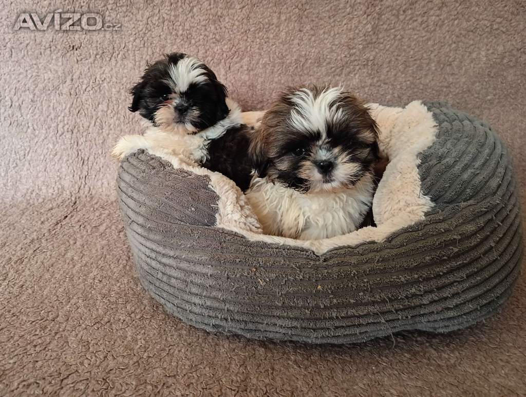 Foto inzerátu Shih-tzu - prodám štěňata bez pp