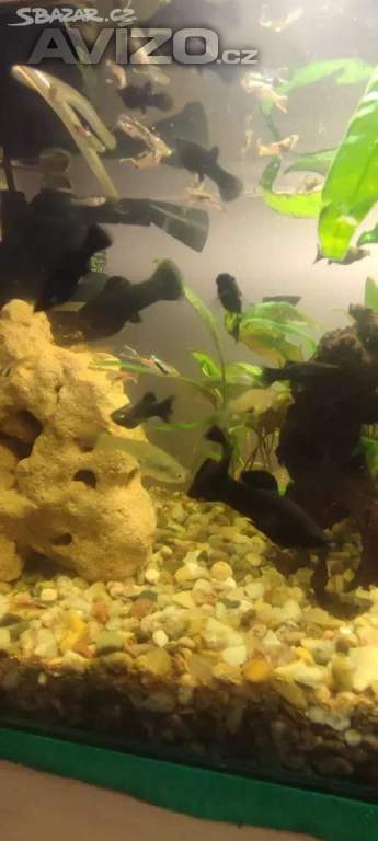 Foto inzerátu Živorodka ostrotlamá