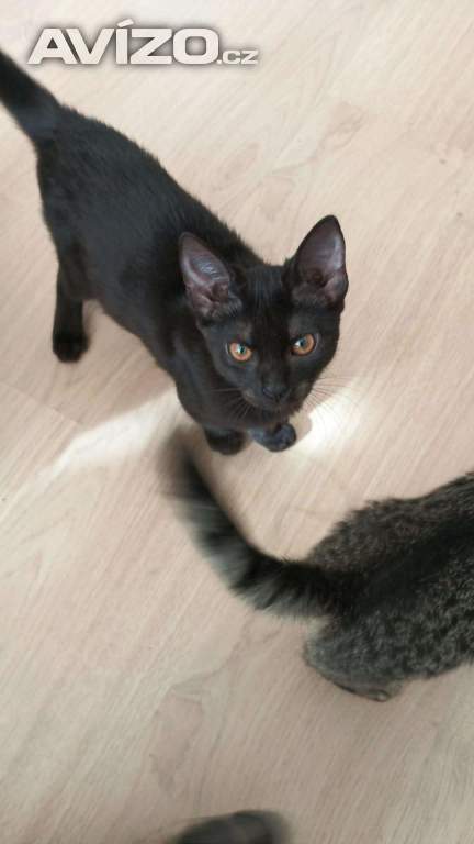 Foto inzerátu Darují koťata 