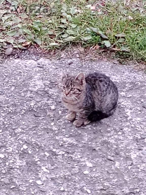 Foto inzerátu Daruji koťata Zubří u Roznova