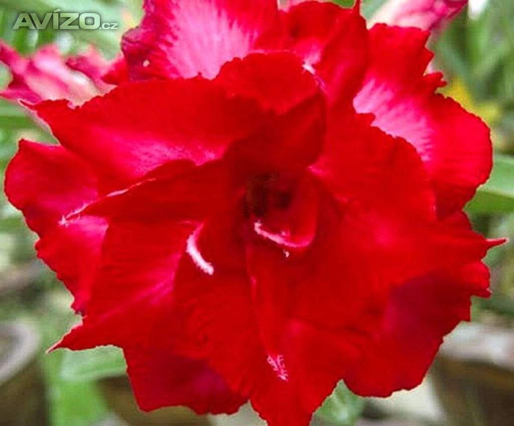 Adenium obesum mon north - semena