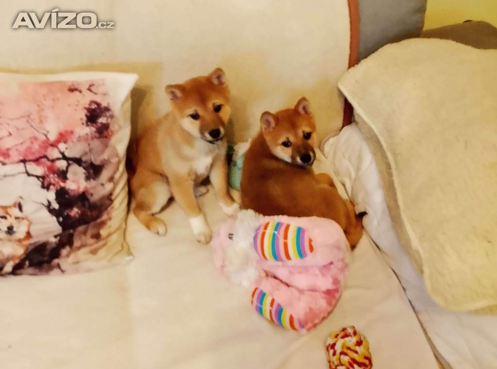 Shiba Inu 