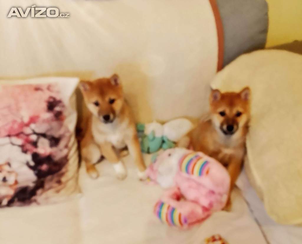 Foto inzerátu Shiba Inu 