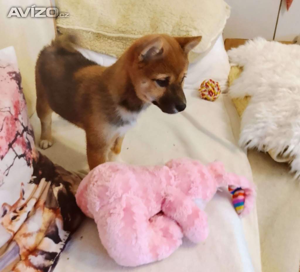 Foto inzerátu Shiba Inu 