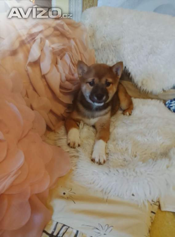 Foto inzerátu Shiba Inu 