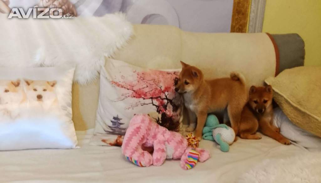 Foto inzerátu Shiba Inu 