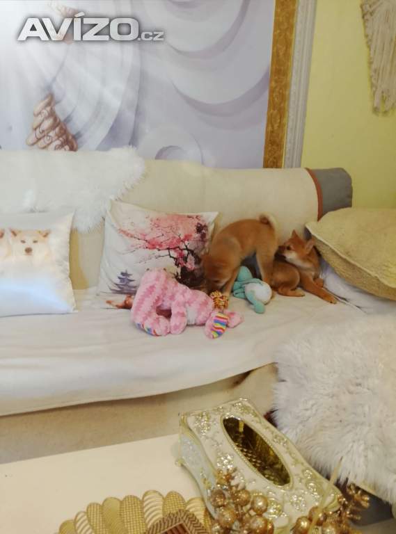 Foto inzerátu Shiba Inu 