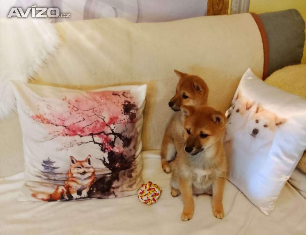 Foto inzerátu Shiba Inu 